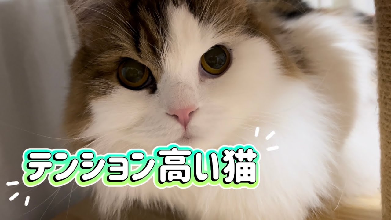 第52話  猫のテンションが高い#テンション高い猫#スコティッシュフォールド長毛 
