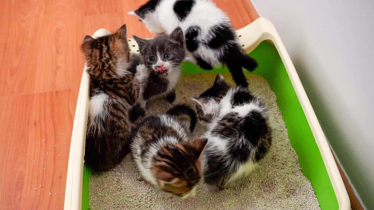 Yavru Kedi Tuvalet Eğitimi 💯 Yavru Kedi Tuvalete Nasıl Alıştırılır - Kedi Videoları