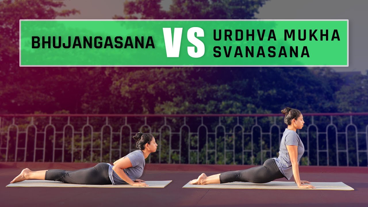Difference between Bhujangasana and Urdhva Mukha Shvanasana - Yoga For Cure | Yoga For Beginners