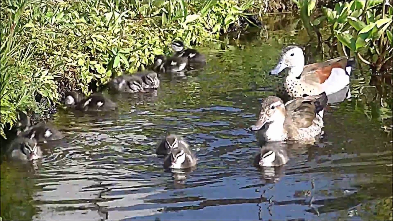Buddy en de eendjes , Buddy and the ducklings