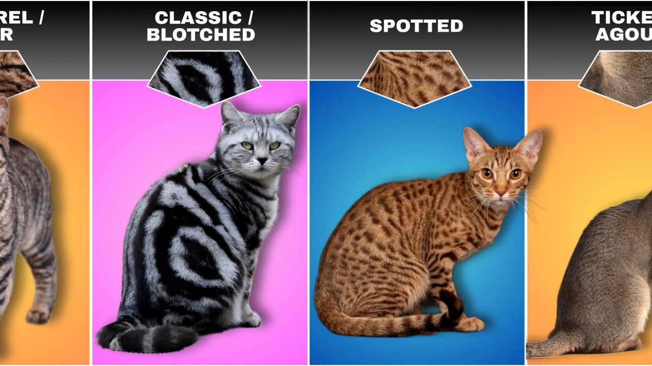 Different colour of Cats | Shades and patterns of Cat Breeds 