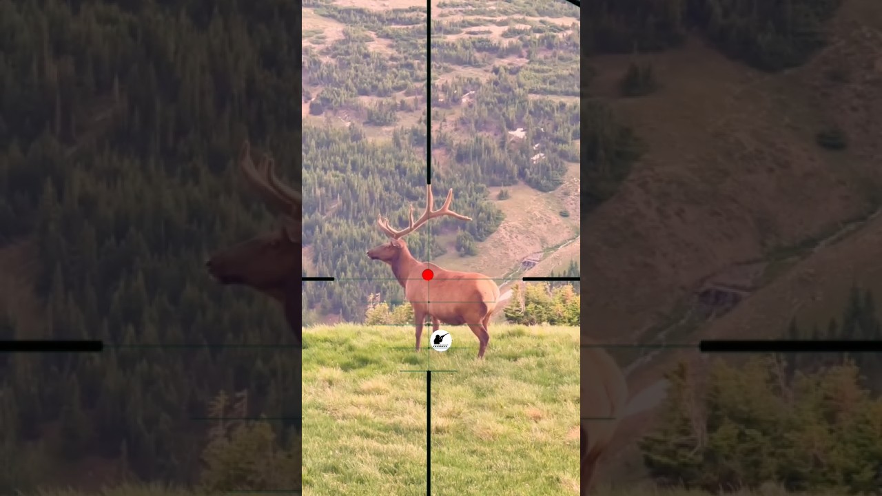 Elk Hunting 🫎