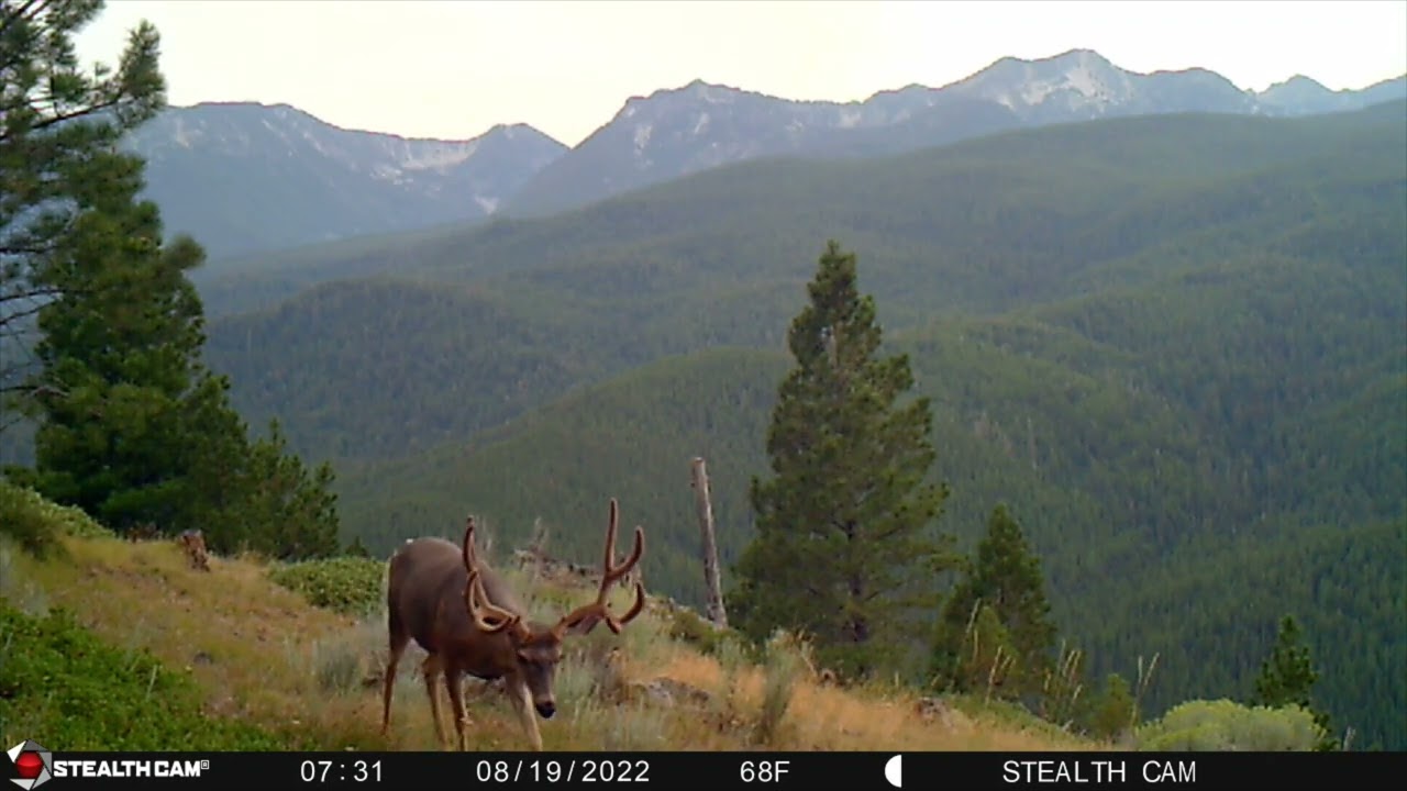 Mule Deer Buck's of Eastern Oregon.