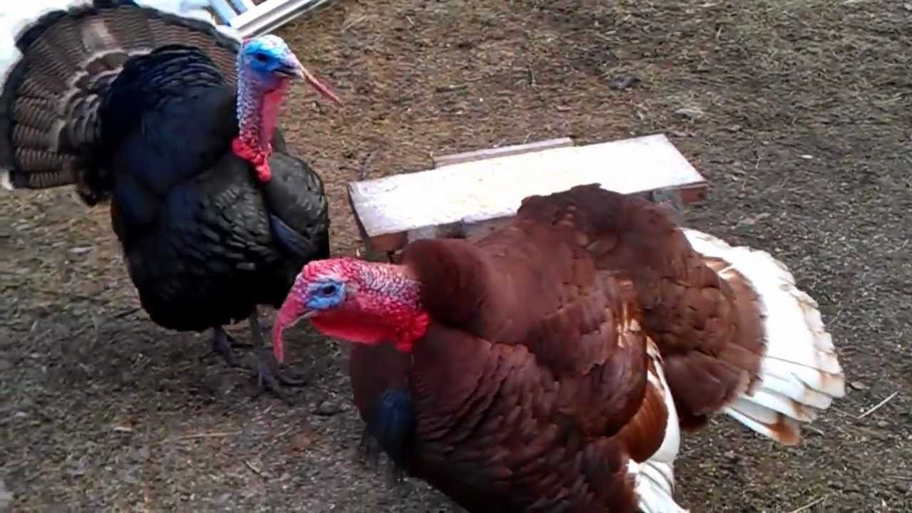 Bourbon Red and Black Turkey shock call on command