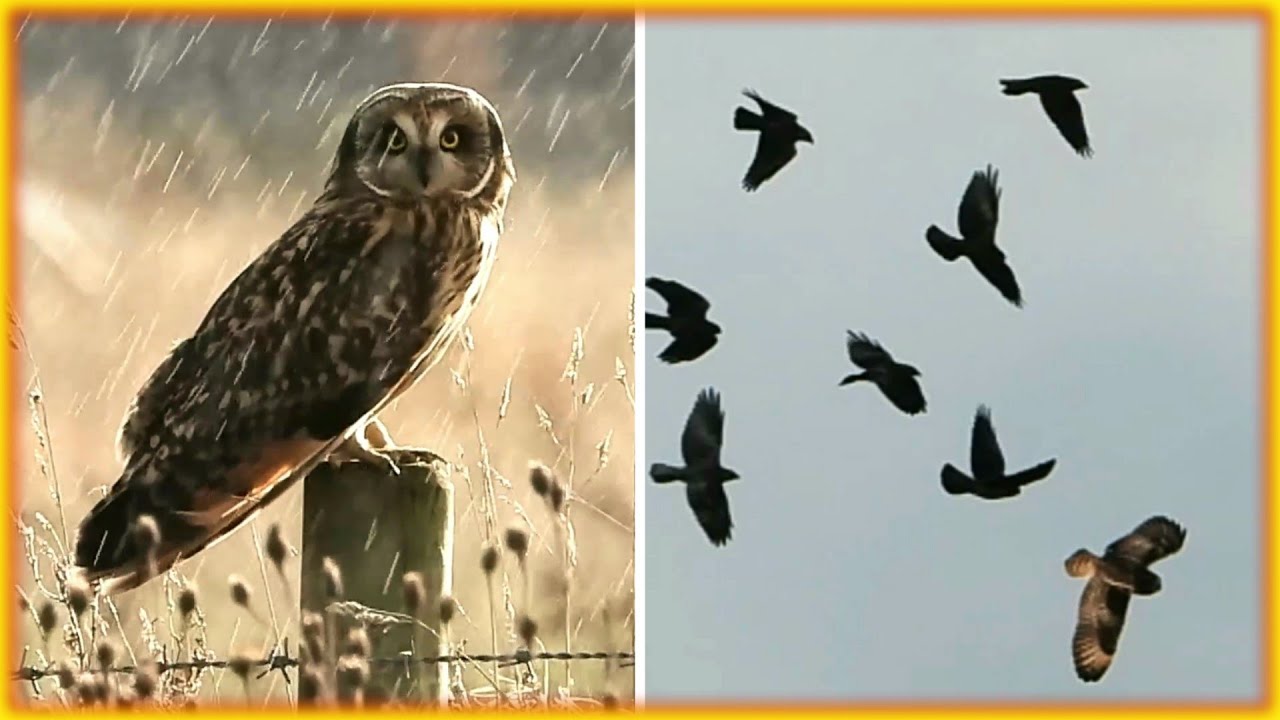 SHORT EARED OWL 🦉👀🦉 Takes on Mobbing CORVIDS 🦉👀🦉 Hunting at Lunt Meadows 🦉 Asio flammeus 🦉