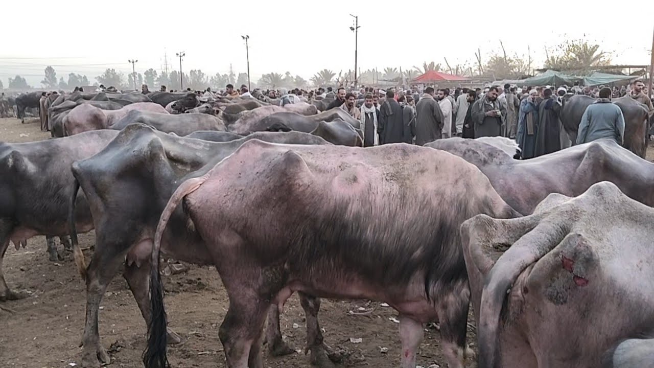 اسعار الجاموس الوالد والعشر واللبن في سوق طنطا غربيه يوم 4/1/2026