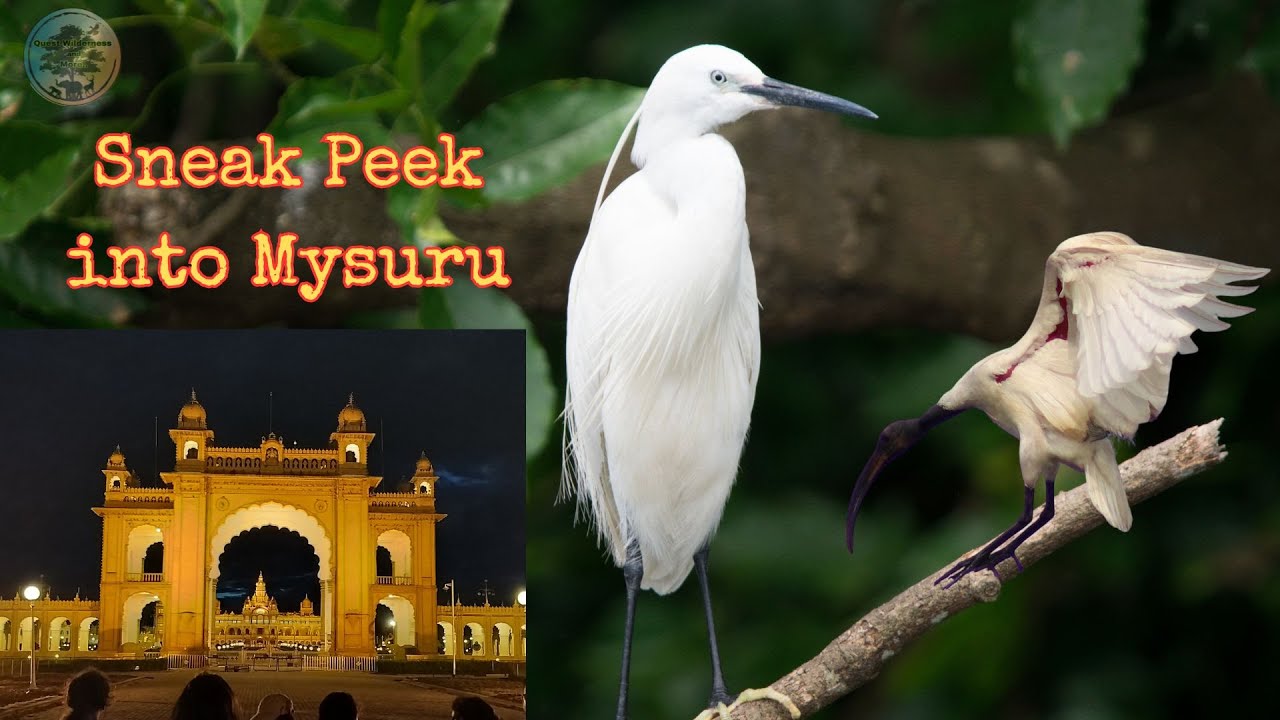 Mysore Travel vlog with Wildlife stories