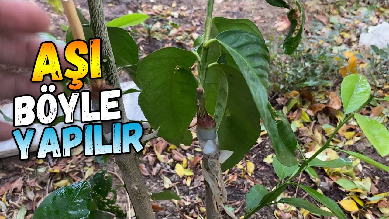 Limon Aşısı Hakkında Yanlış Bilinenler