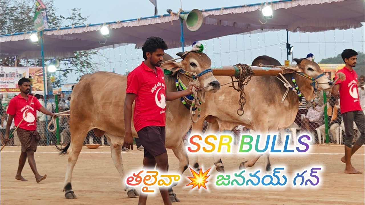 రెంటచింతల 6పళ్ళు 13వ SSR BULLS శావల గోపికృష్ణ గారు వేల్పూరు పల్నాడు జిల్లా..(తలైవా జననయ్ గన్)