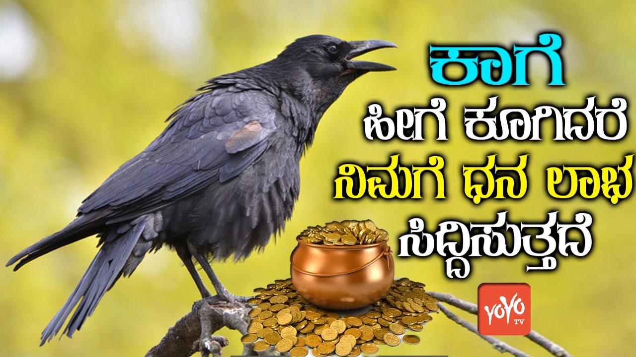 ಕಾಗೆ ಹೀಗೆ ಕೂಗಿದರೆ ನಿಮಗೆ ಧನ ಲಾಭ ಸಿದ್ದಿಸುತ್ತದೆ !! || Crow Shouts Facts in Kannada || YOYO TV Kannada