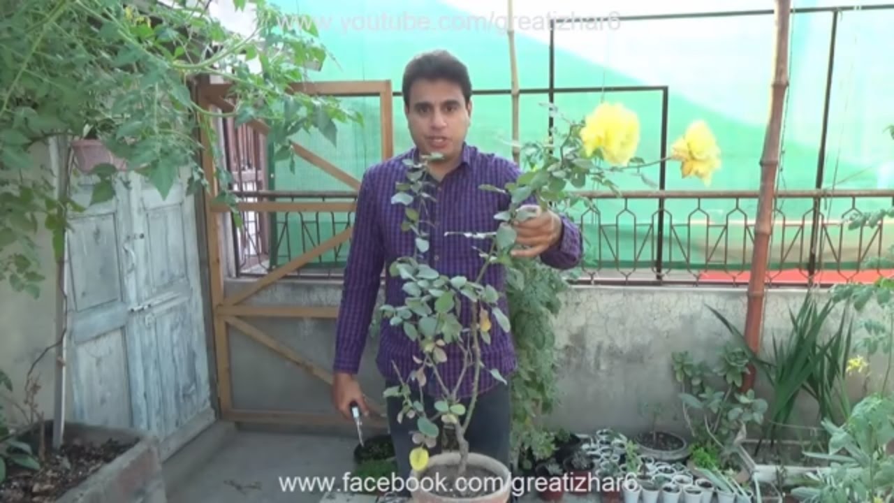 Rose Care Spring | Root Pruning | Branch Pruning | Will Cut Tree Roots Grow Back (Urdu/hindi)