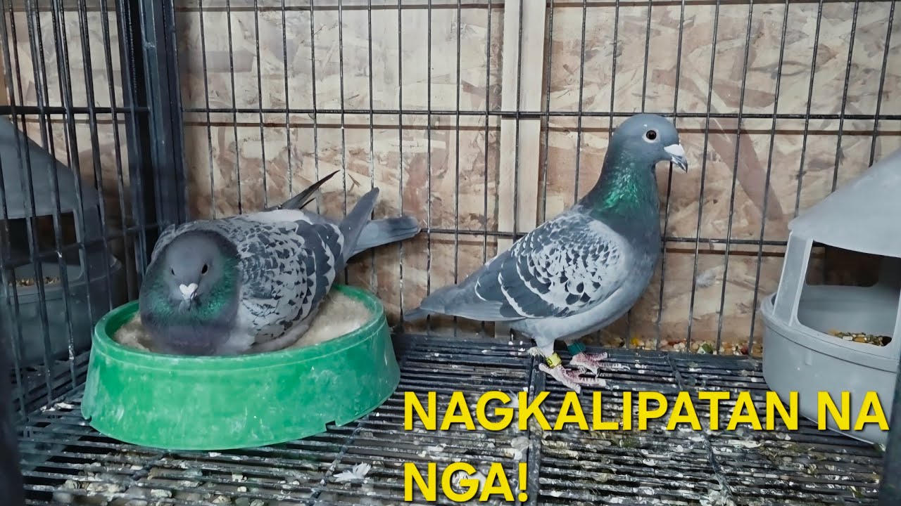 VLOG 81| BAKIT NAGKALIPATAN? SINO SINO?| CMPADUA LOFT| #kalapatids #pigeon #racingpigeon #kalapati 