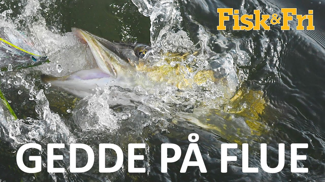 GEDDE PÅ FLUE - MED FLYFISH EUROPE  [ENG SUBS]