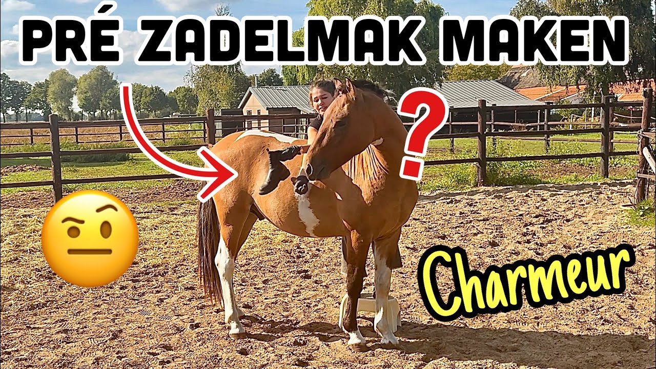 Charmeur maakt kennis met opstap krukje en teugels | Fjord x KWPN