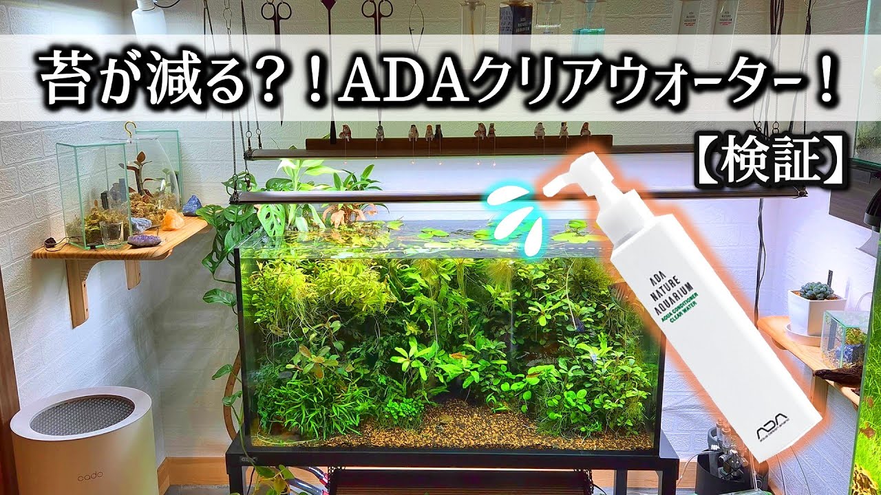 水槽の苔でお悩みの方へ！ADAクリアウォーター！