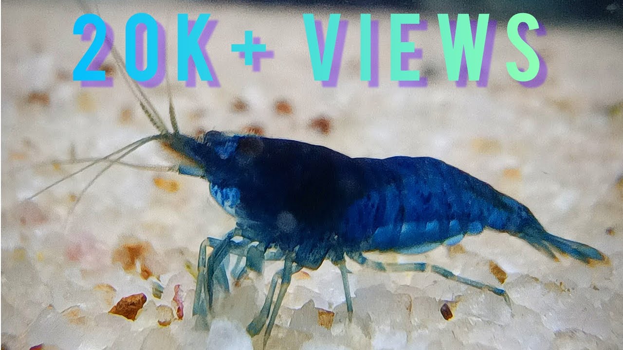 Aquarium Shrimp growth - Timelapse | 40 days of foster