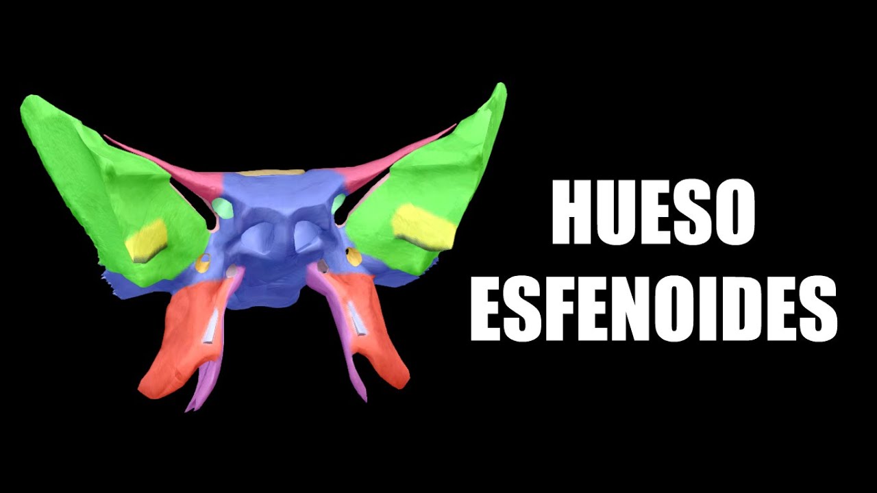 Hueso Esfenoides 3D - AnatomíaMD