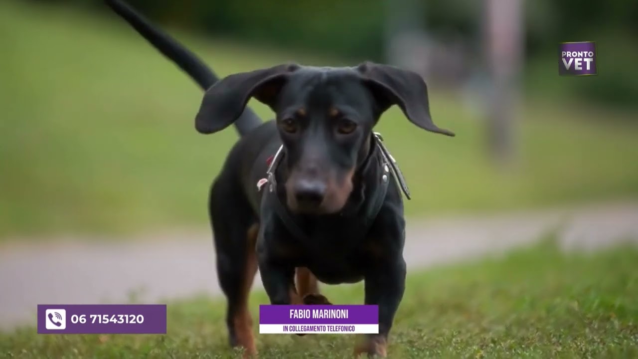 Pronto Vet - Cani e istinto predatorio: come gestirlo?