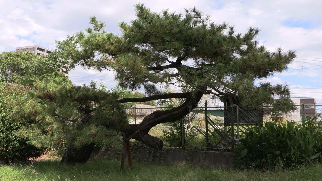 浜寺公園～150年の歴史～
