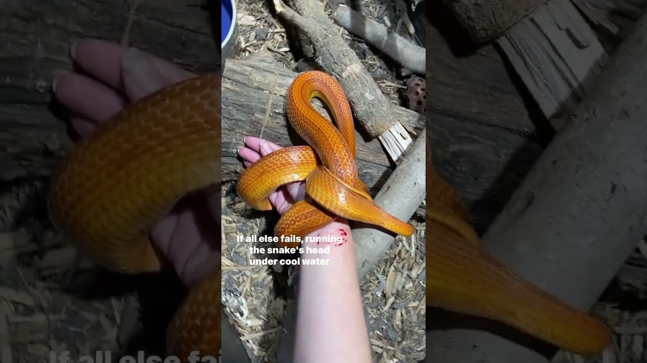What to do if your snake bites you