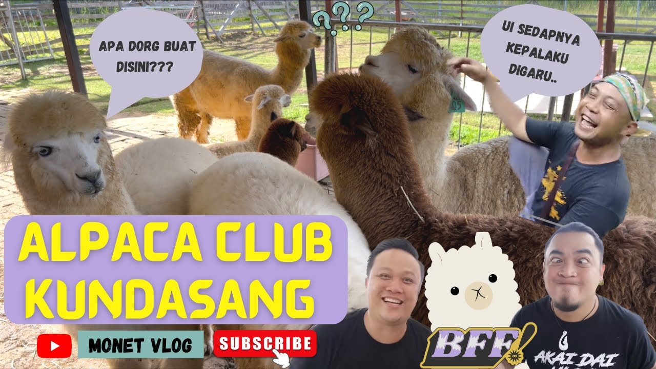 🔴 Abun Bilun, Akai Dai Vlog & Pawang Monyet Buat Apa di Alpaca Club, Kundasang???