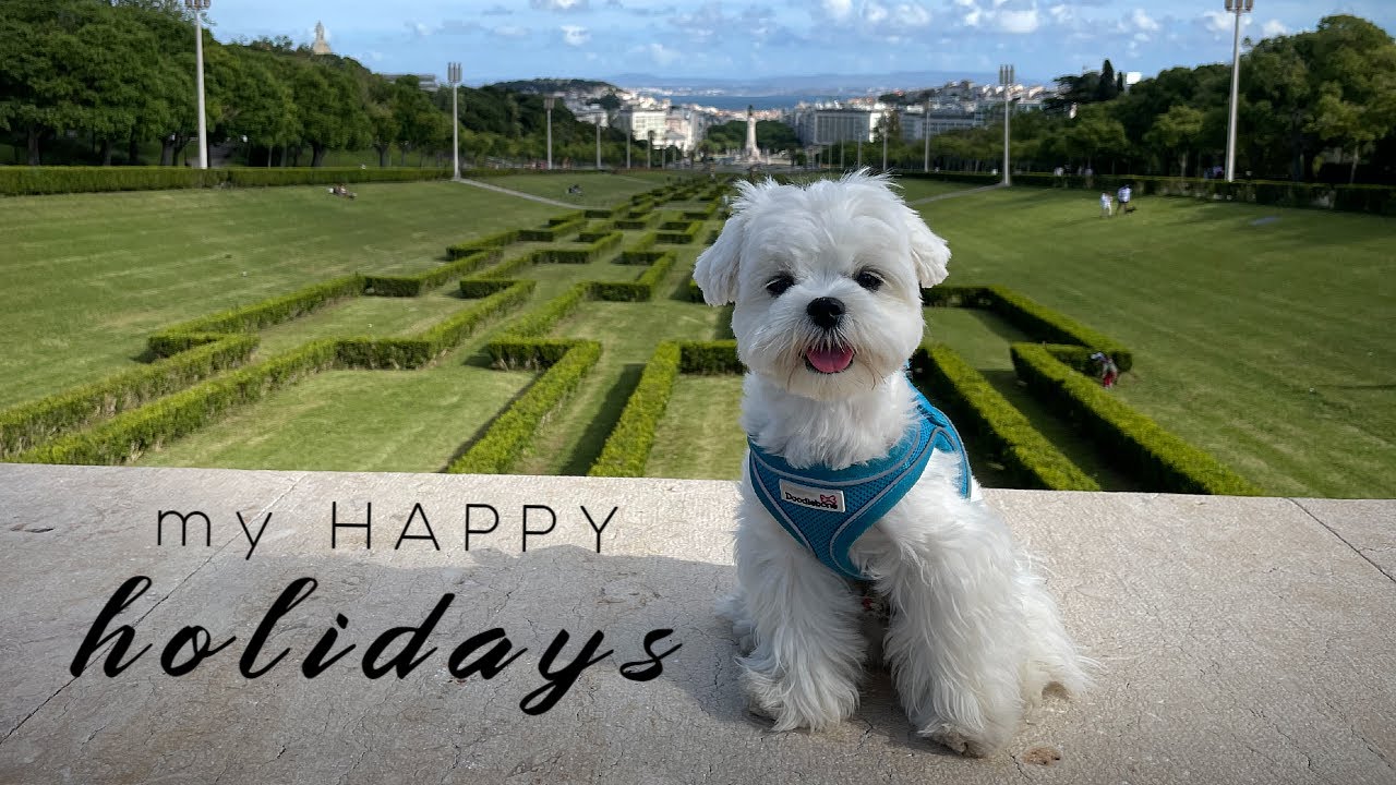 MALTESE PUPPY IN LISBON ❤️ CUTE AND FLUFFY