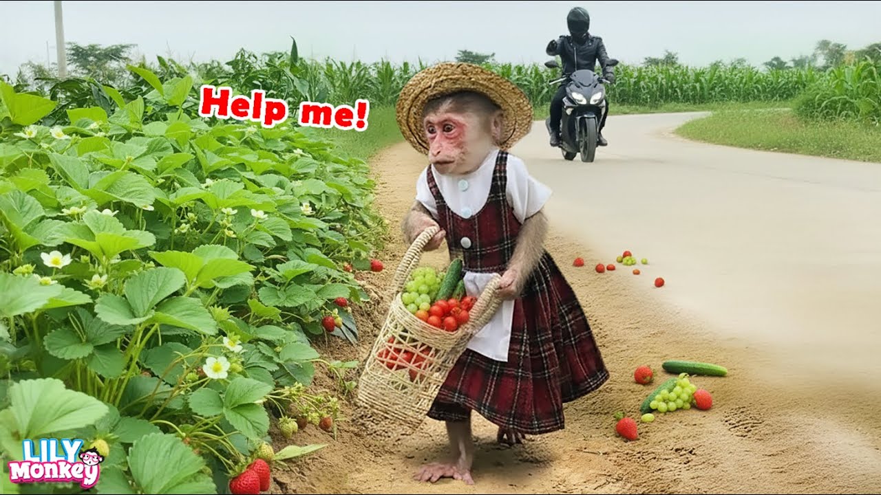 Oh no! Lily was being followed by a stranger on her way home! | Lily's story