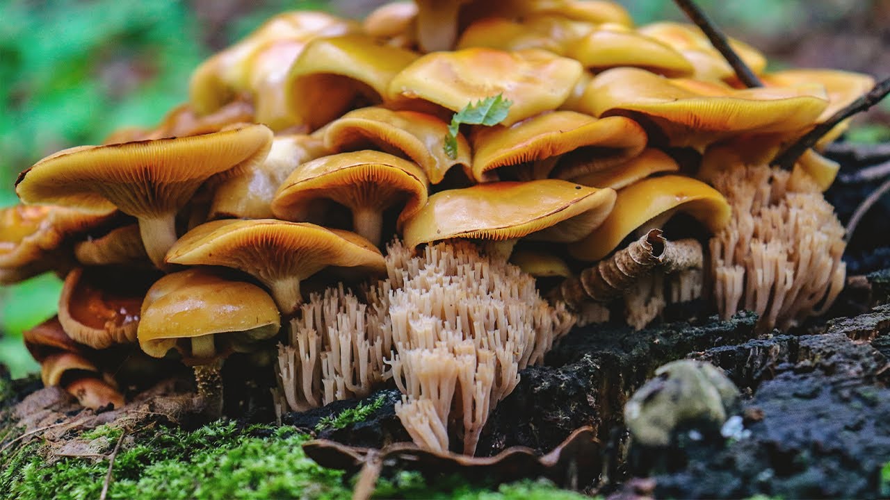 Szeptemberi GOMBAVADÁSZAT 🍄 Végre tele a kosár minden földi jóval