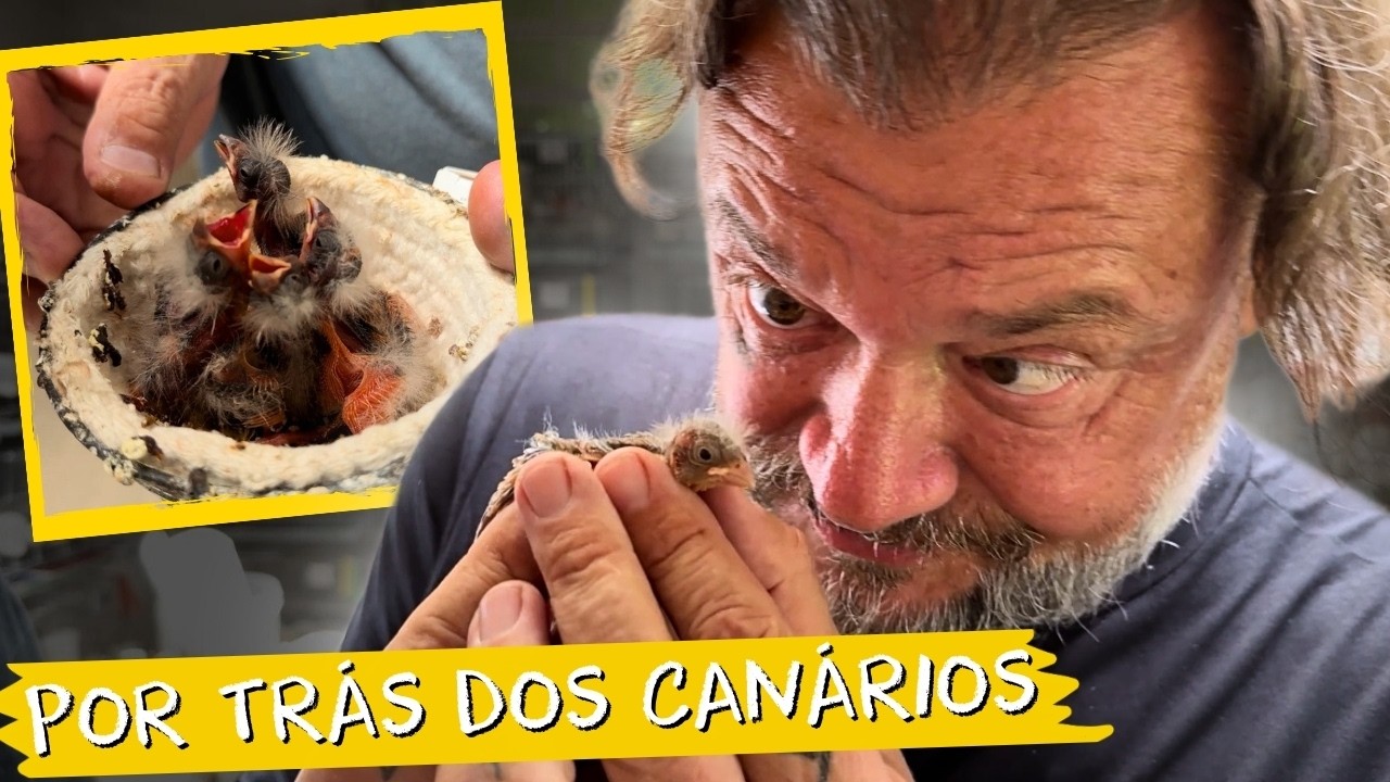 Esse Pássaro NÃO Existe na Natureza? A Verdade do Fator Vermelho