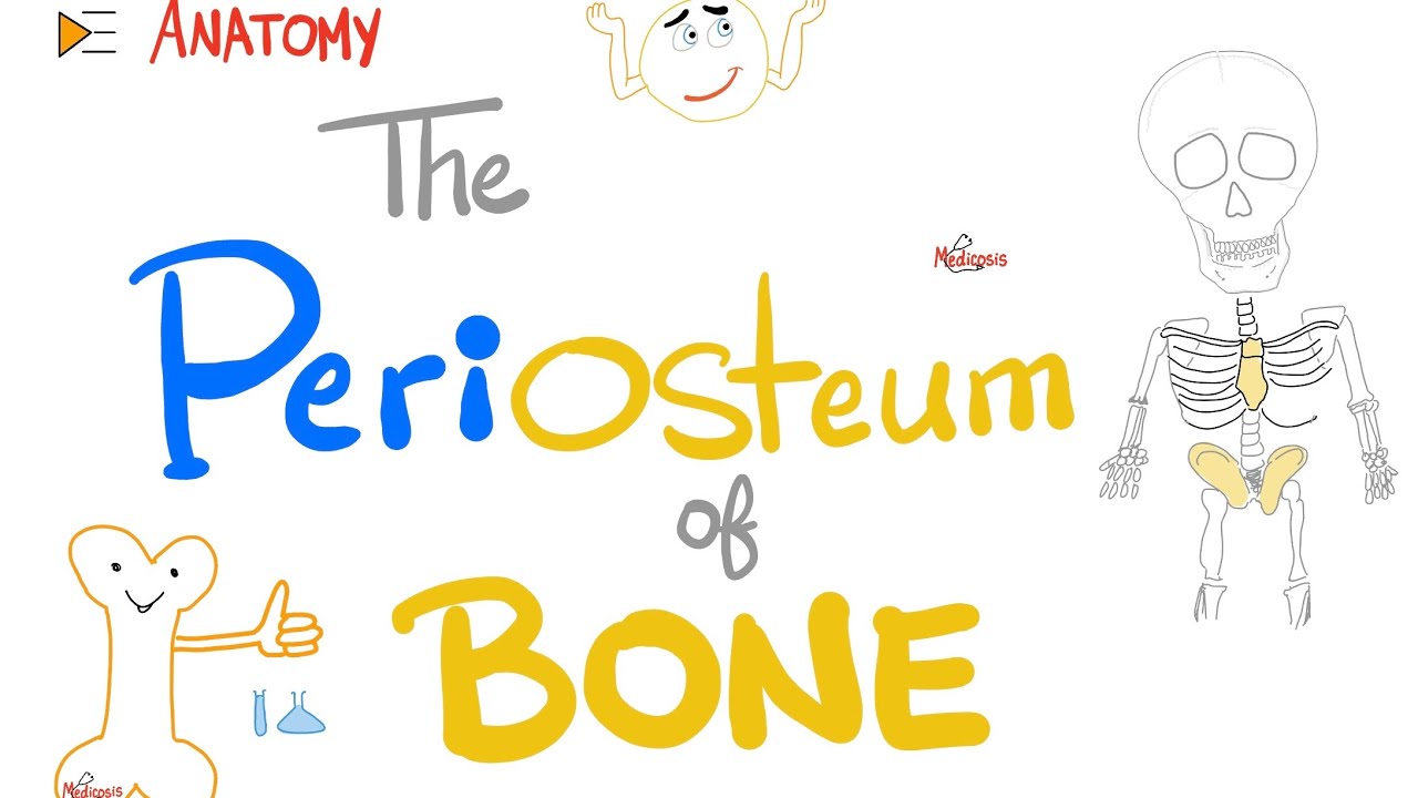 The periosteum of bone 🦴 | It’s pain-sensitive | Anatomy