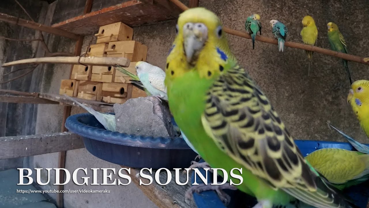 2 HOURS OF PARAKEETS SOUNDS - BUDGIES CHIRPING