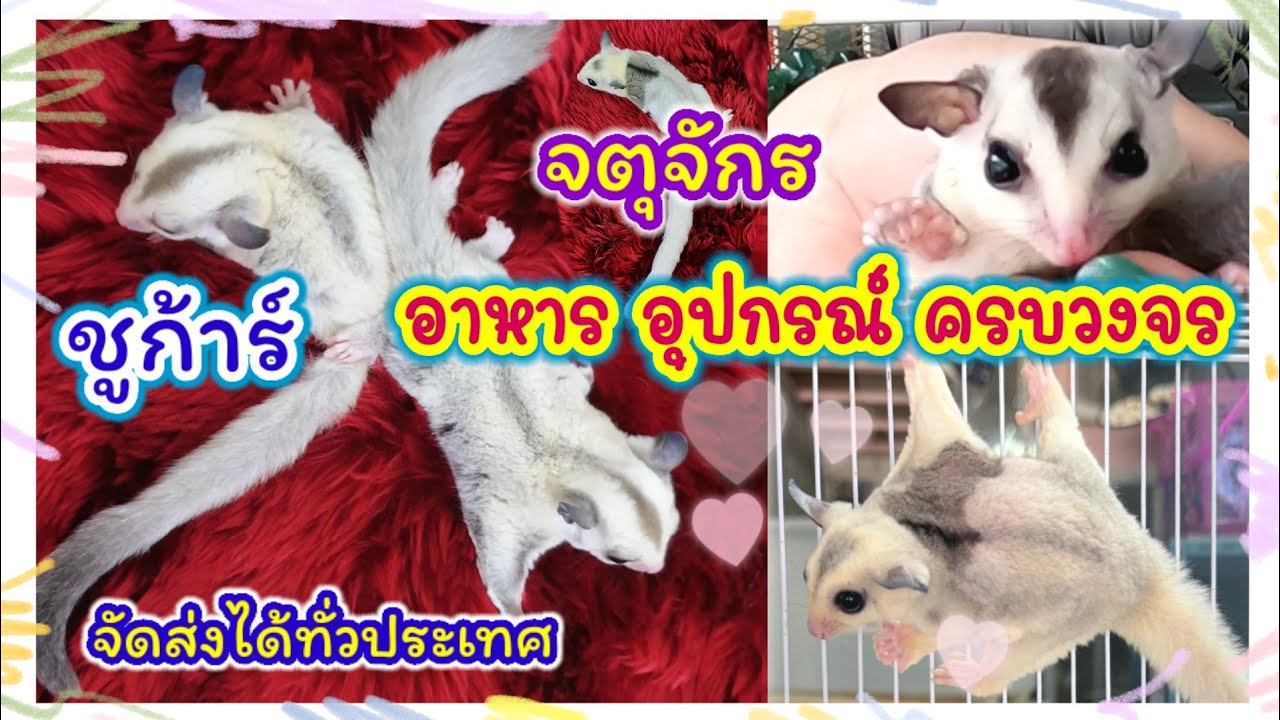 ชูการ์ไกรเดอร์ สัตว์เลี้ยงน่ารักๆ จตุจักร อาหาร อุปกรณ์ครบวงจร จัดส่งได้ทั่วประเทศ ร้านเก๋ชูก้า