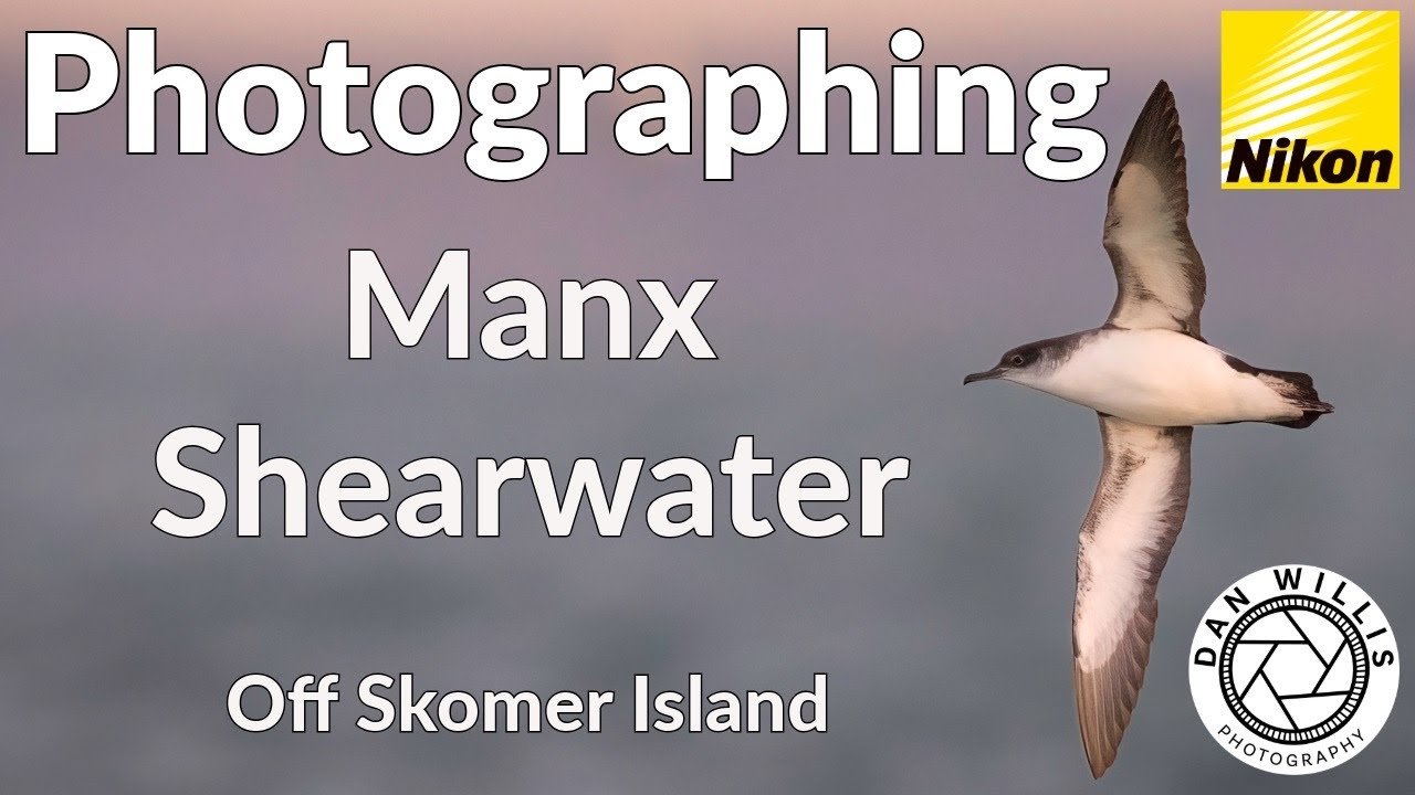 Golden Hour with Puffins & Shearwaters | Skomer Island Sunset Cruise