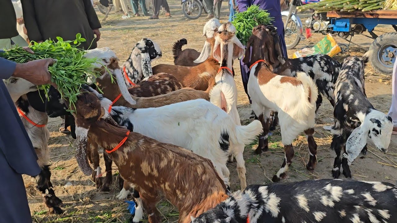دیسی دوغلے شیرا پرنٹ بکروں کی بڑی منڈی Sasti bakra mandi pujnab rate down ho gay 13 hazar ka bakra 