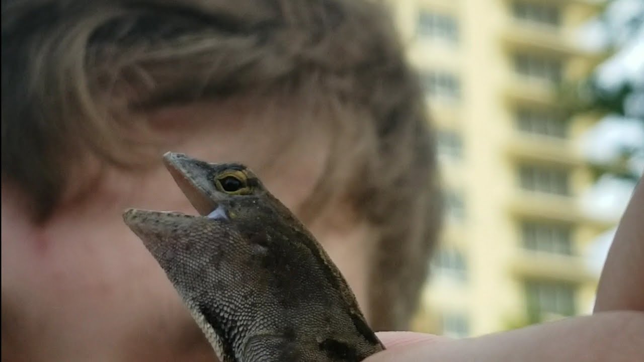 Catching Brown Anoles in Florida