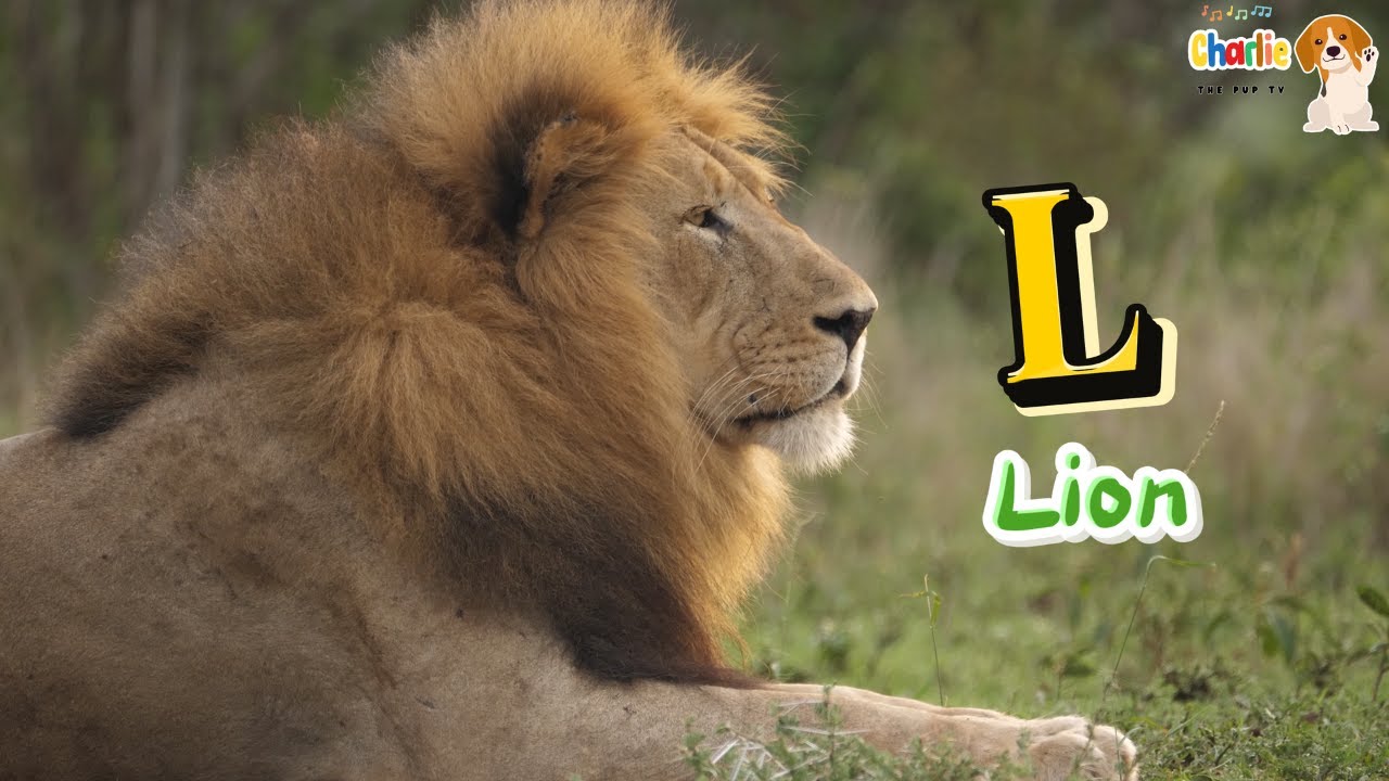 ABC Safari Animals Song for Kids | Learn the Alphabet #abcd