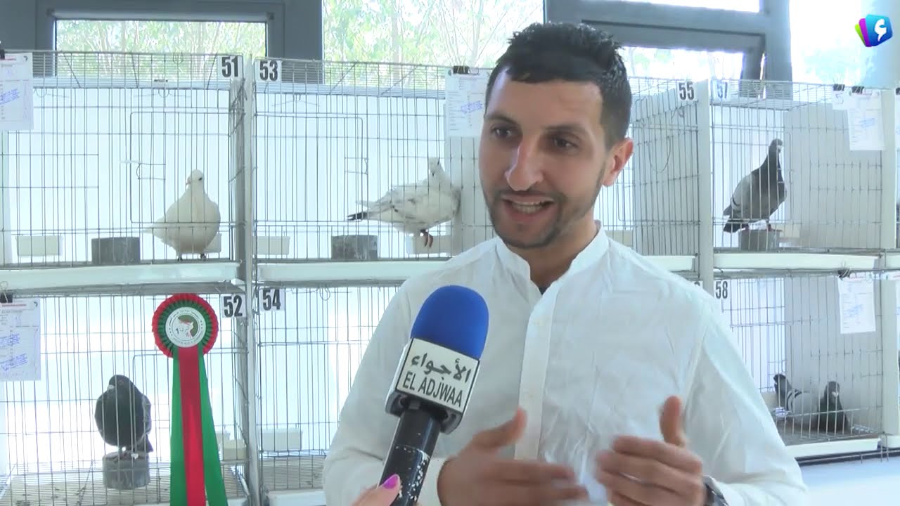 روبورتاج : معرض لحمام الزينة و مسابقة لحمام الخينيسي لأول مرة في الجزائر العاصمة