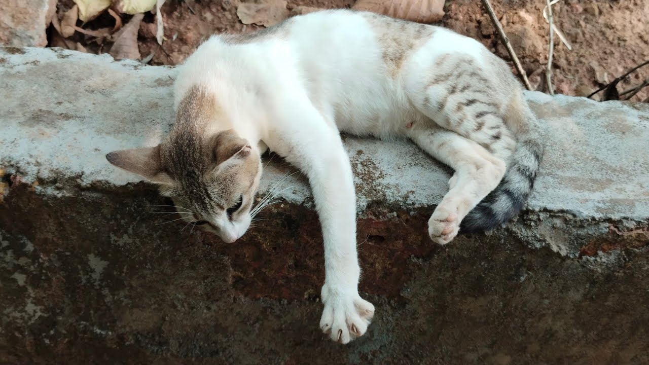 Funny cats 
