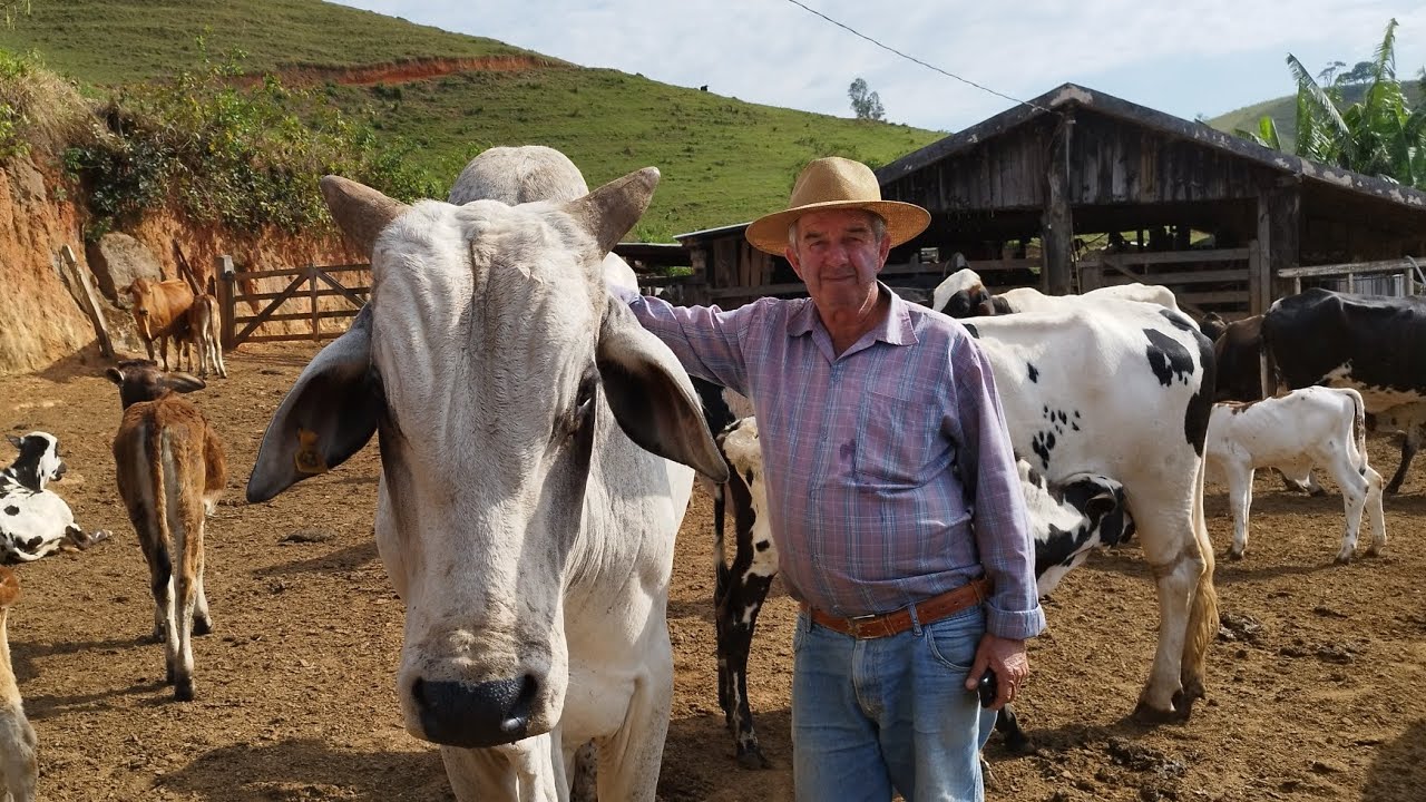 Tirando 400 litro de leite , metade da produção e gasto metade e lucro e mostrando o monjolo Sitio