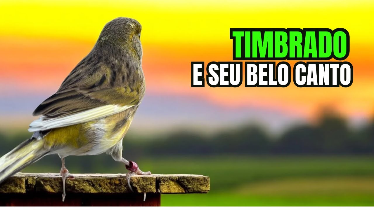 Canário TIMBRADO espanhol e seu BELO CANTO