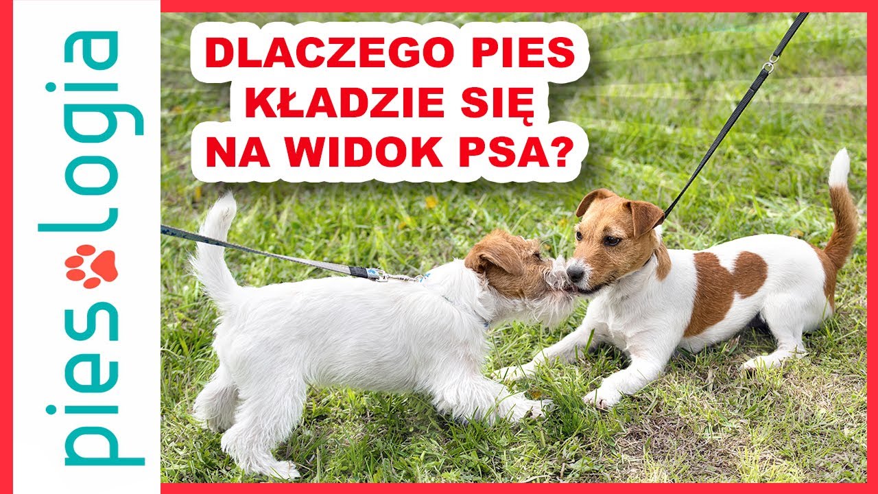 Dlaczego pies kładzie się na widok drugiego psa?