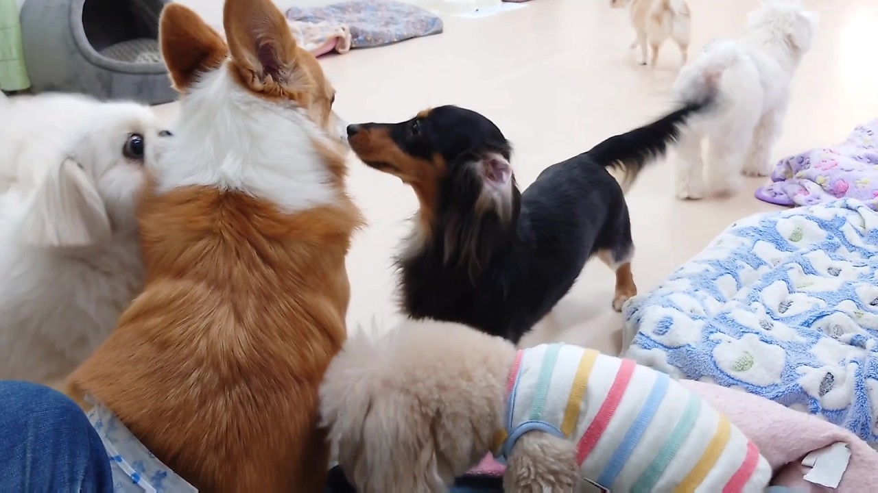 お泊りパピギー囲まれる　🐶ひみつきちなう！①🐶  2026年3月19日