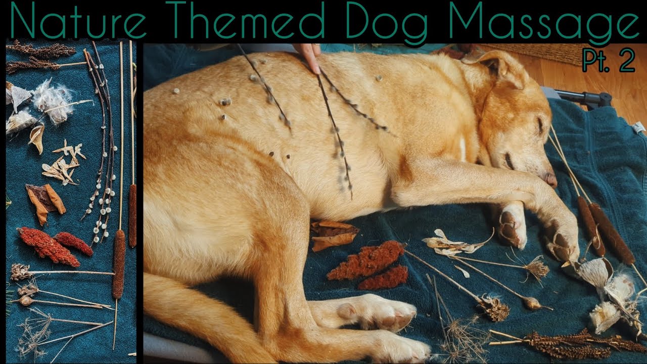 ASMR | Nature Themed Dog Massage ft. Levi | Part 2 | Cattails, Sumac, Milkweed and More | NO TALKING