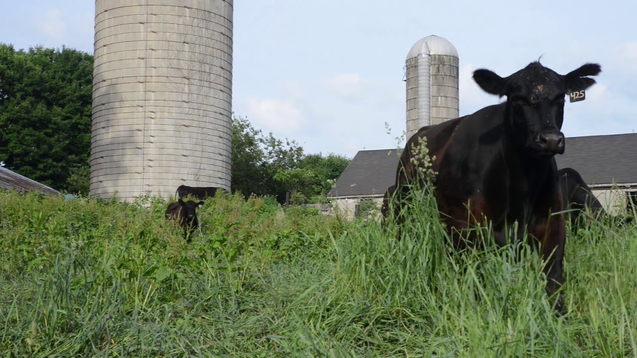 The Foster Family, Niles, Michigan