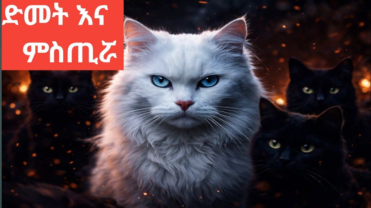 አቤት ድመት እኮ ስራዋ 