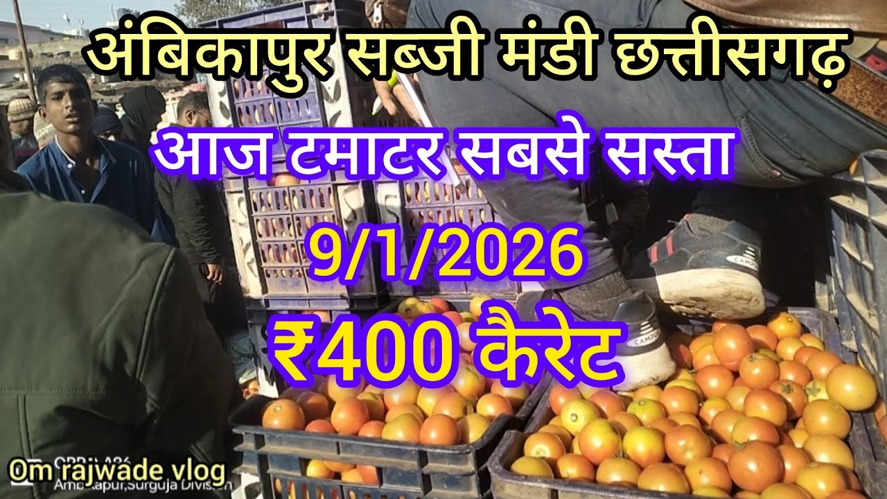 अंबिकापुर सब्जी मंडी || टमाटर आज ₹400 कैरेट बीका है | 9/1/2026 | Ambikapur sabji mandi | #ambikapur 