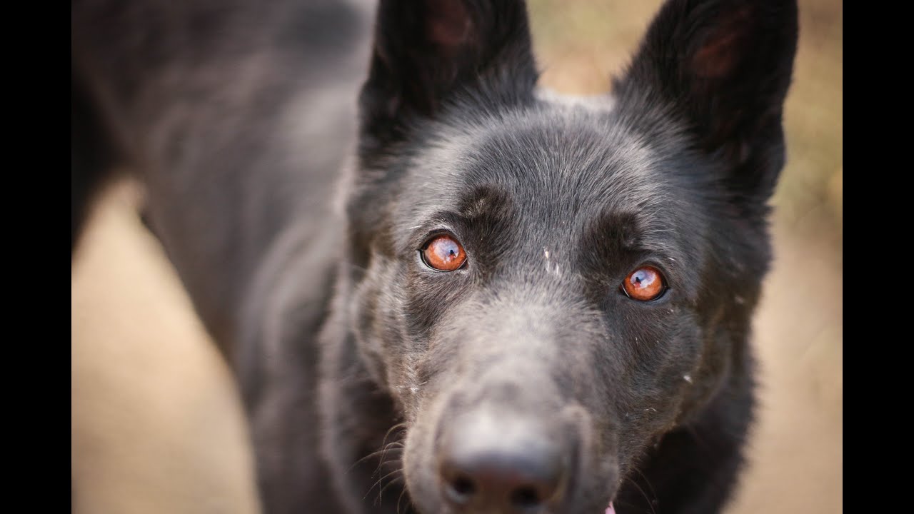 | Dog Tricks by Magie |