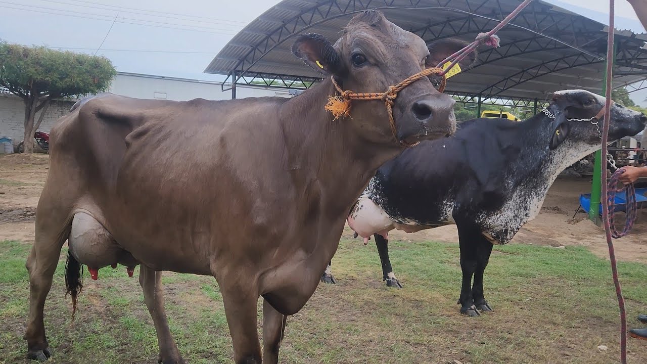 La Vaca Lechera.. Concurso 2025 en Arriaga.. Chiapas.. MX...
