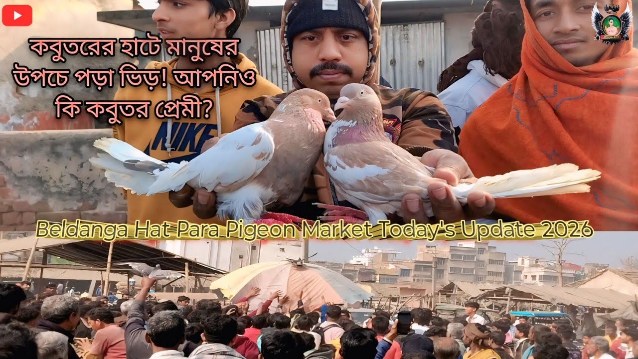 Best Quality High Flying Pigeons in Beldanga Hat Para🕊️ Today 🔥 আজকের আপডেট #kabutar #subscribe 