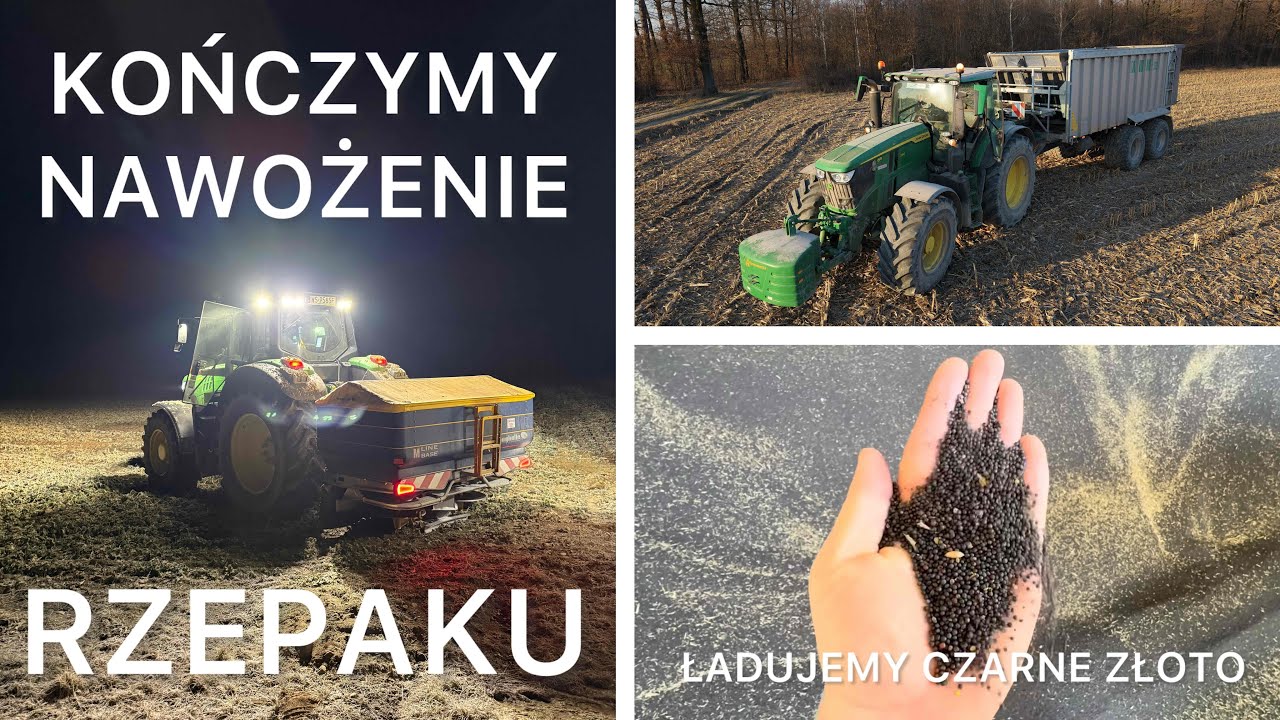 KURZAK NA NOWE DZIAŁKI - ZAMYKAMY AZOT W RZEPAKU - SPRZEDAŻ RZEPAKU